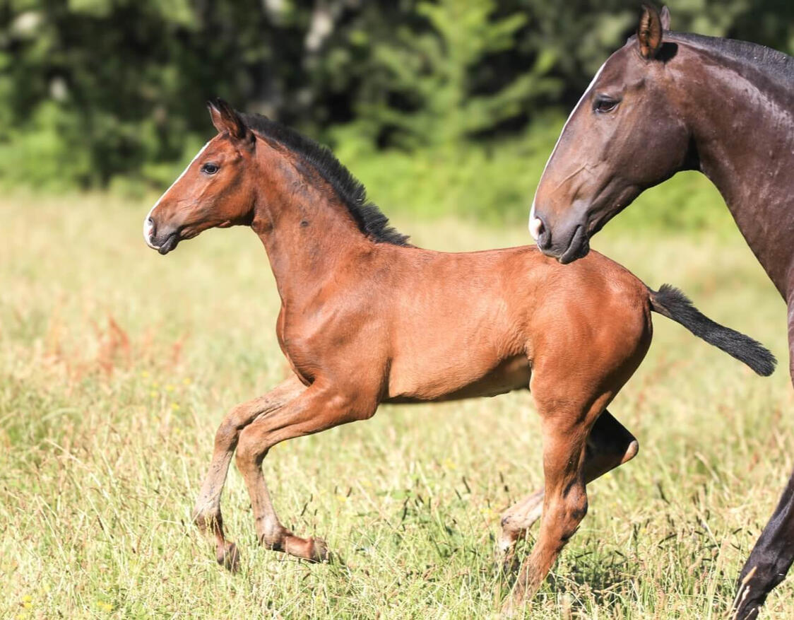 Vaelia de Bruguière, PL