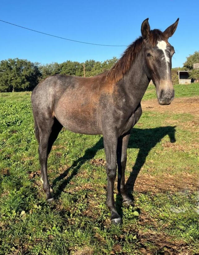 Vitoria de Bruguière, PL