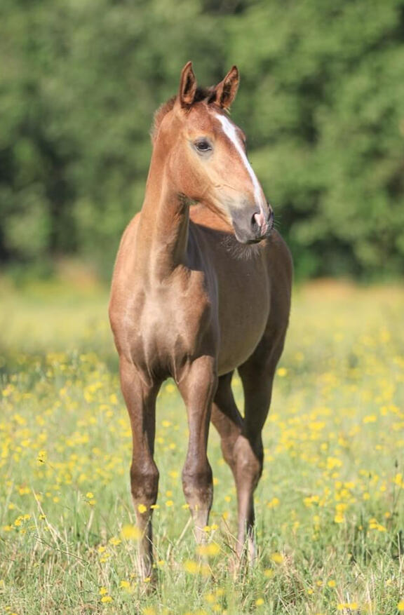 Veludo de Bruguière, PL