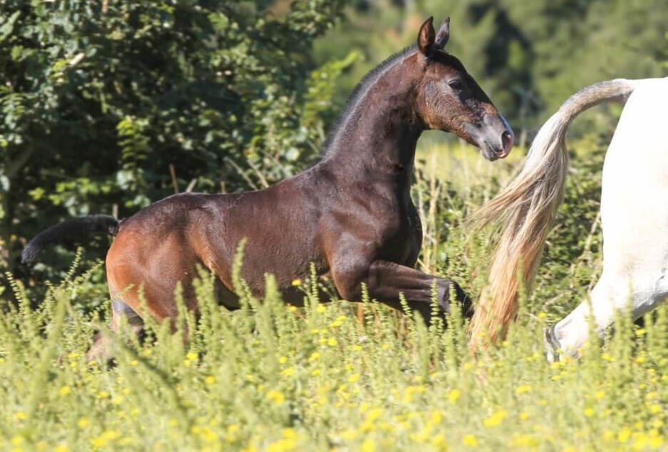 Vadio de Bruguière, PL