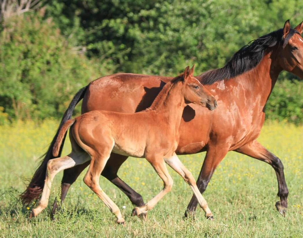 Veira de Bruguière, PL