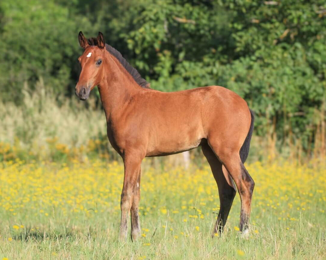 Vala de Bruguière, PL