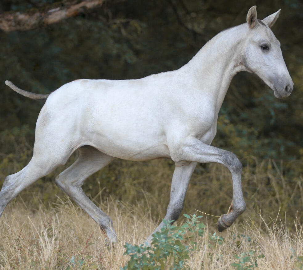 Trinidad de Bruguière, PRE